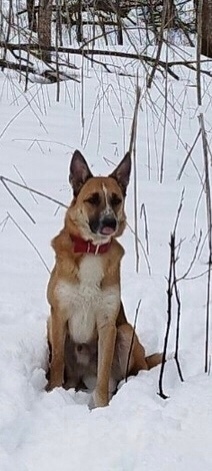 Пропала собака в Ярославле — фото объявления