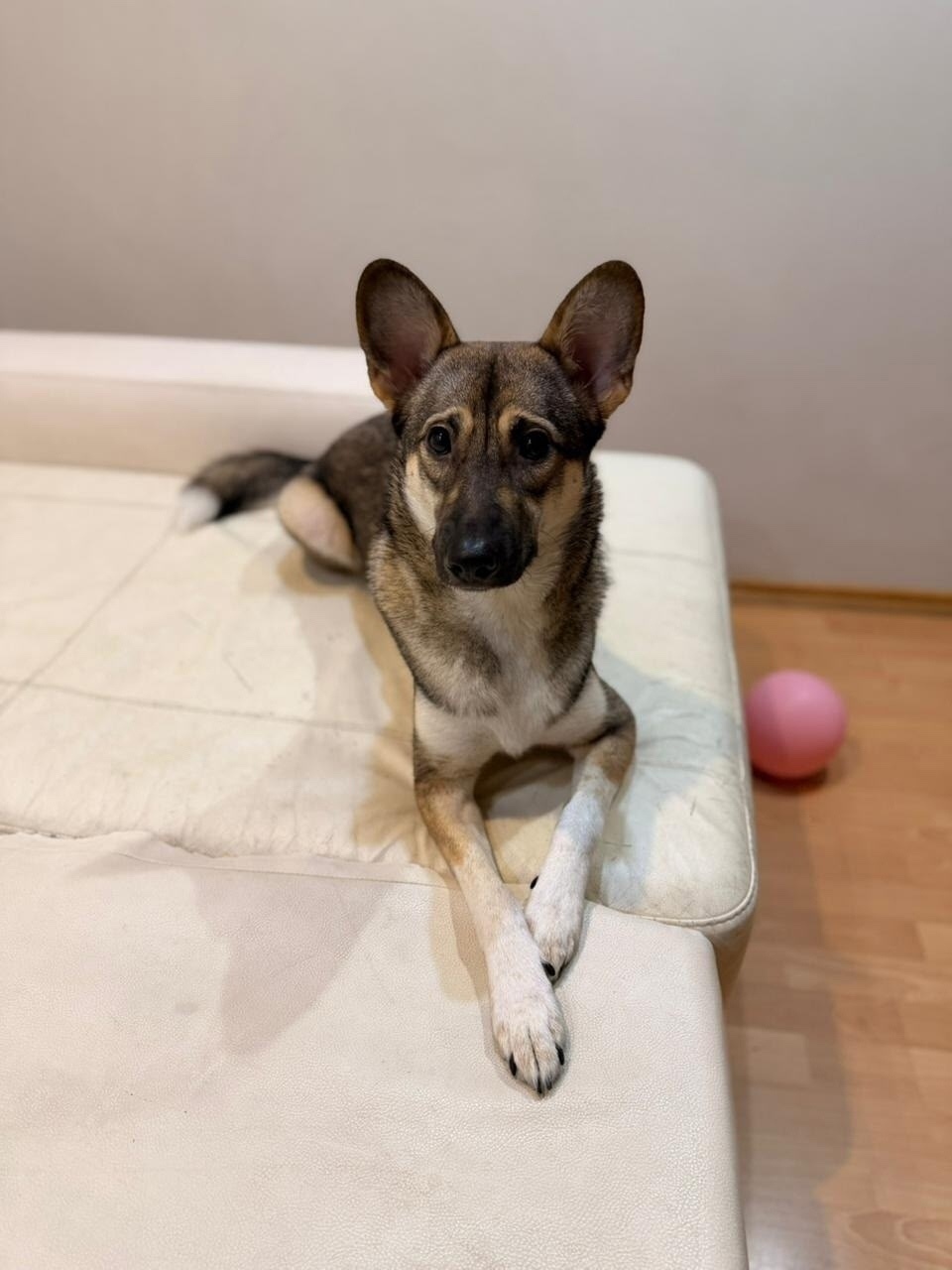 Пропала собака в Ярославле — фото объявления