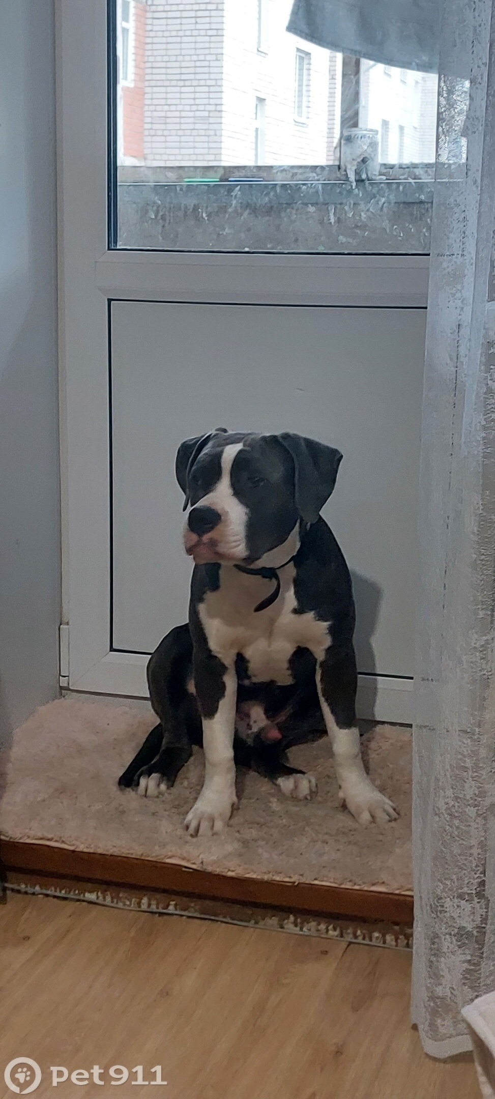 Пропала собака в Ярославле — фото объявления