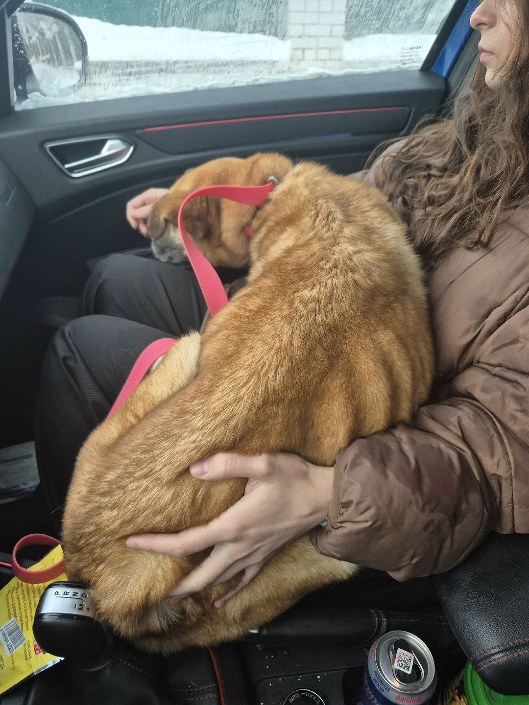 Найдена собака в Ярославле — фото объявления