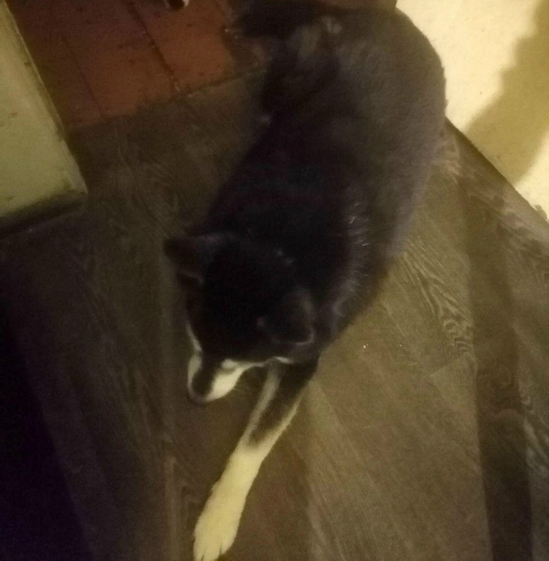 Пропала собака в Ярославле — фото объявления