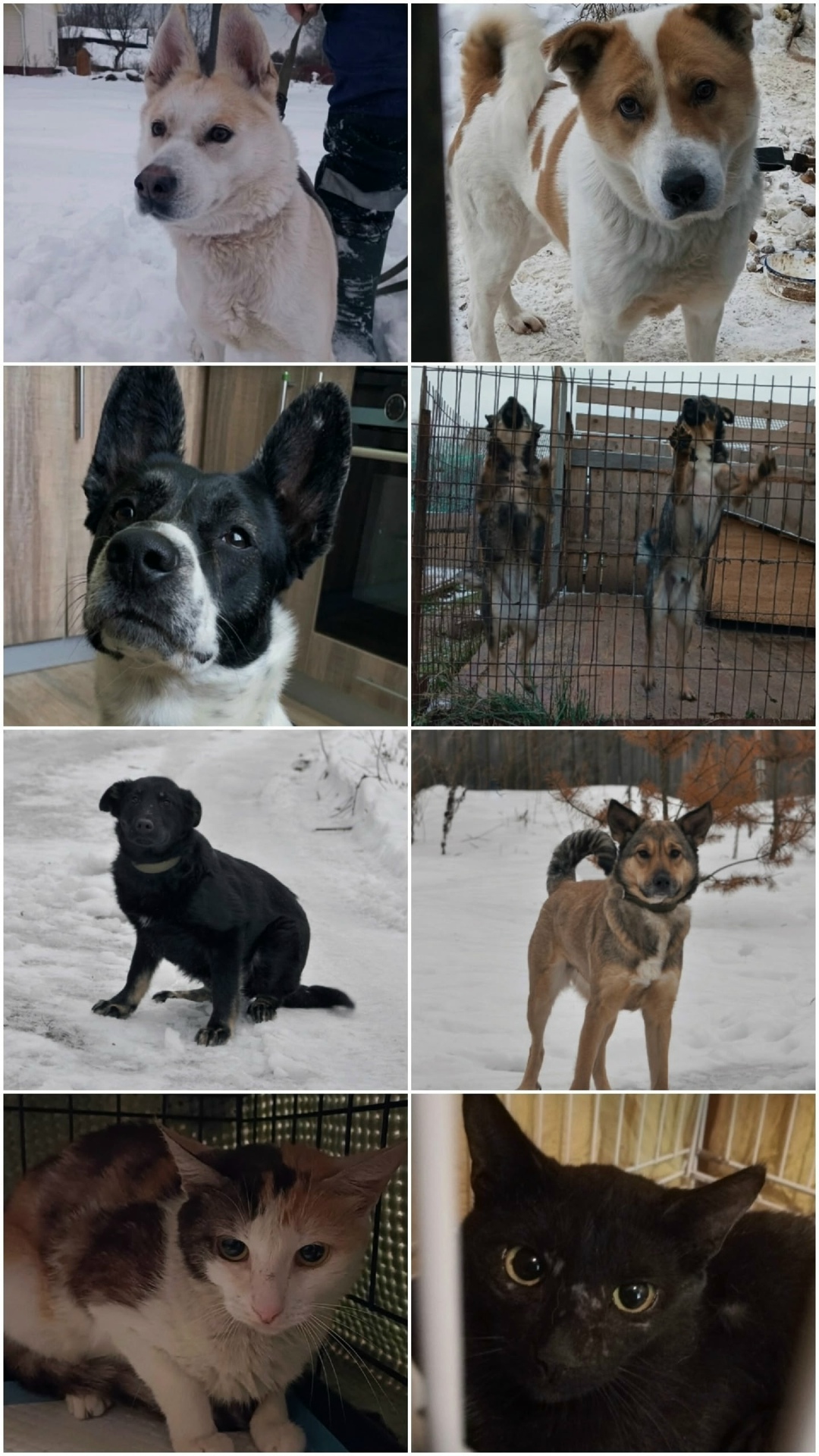 Пропала собака в Ярославле — фото объявления