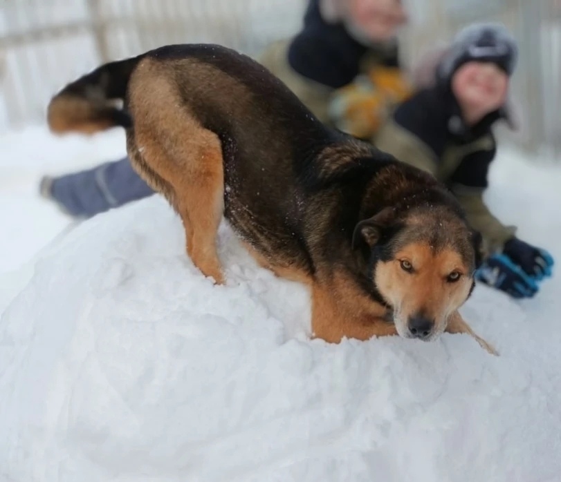 Пропала собака в Ярославле — фото объявления
