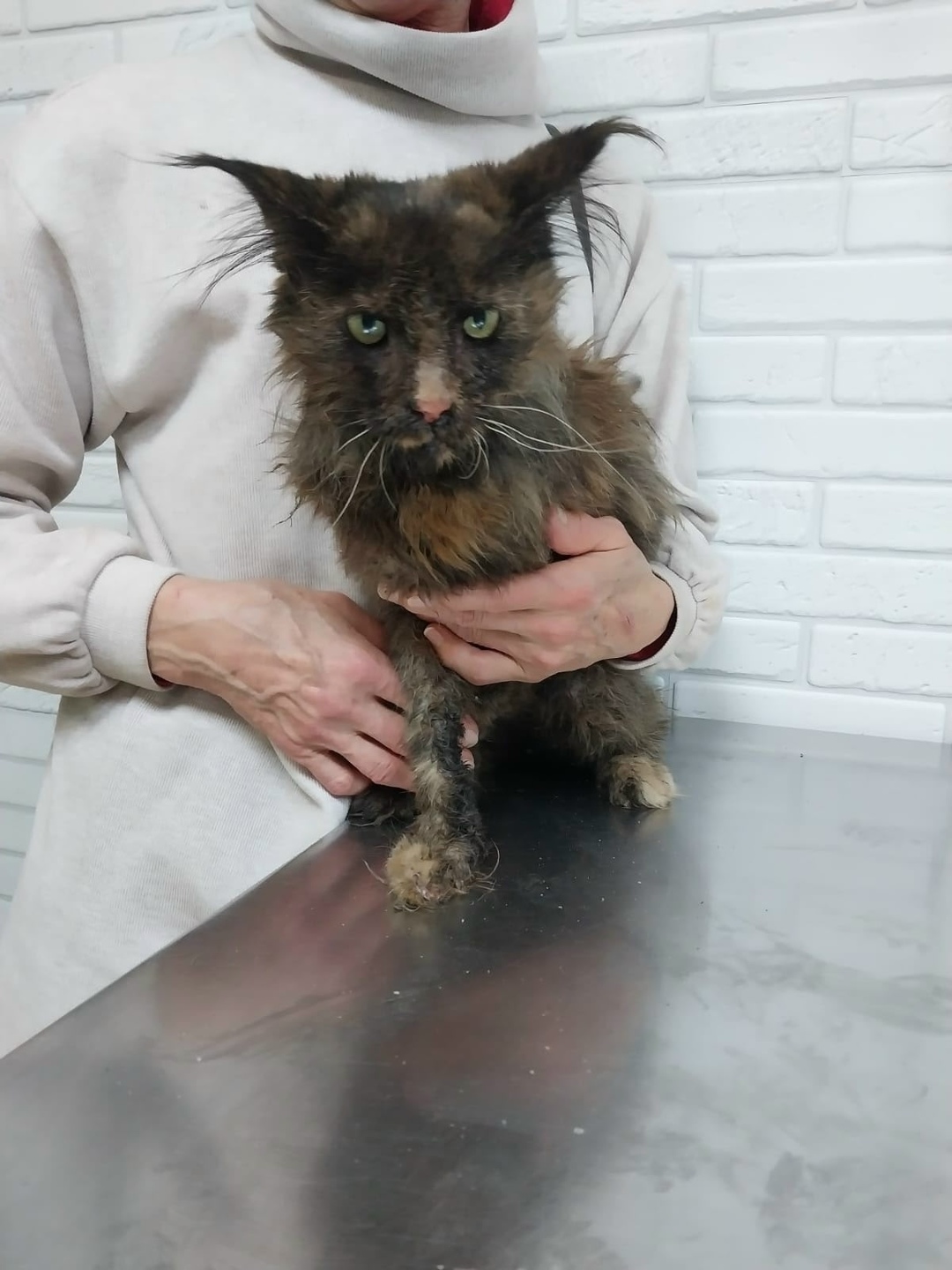 Найдена собака в Ярославле — фото объявления