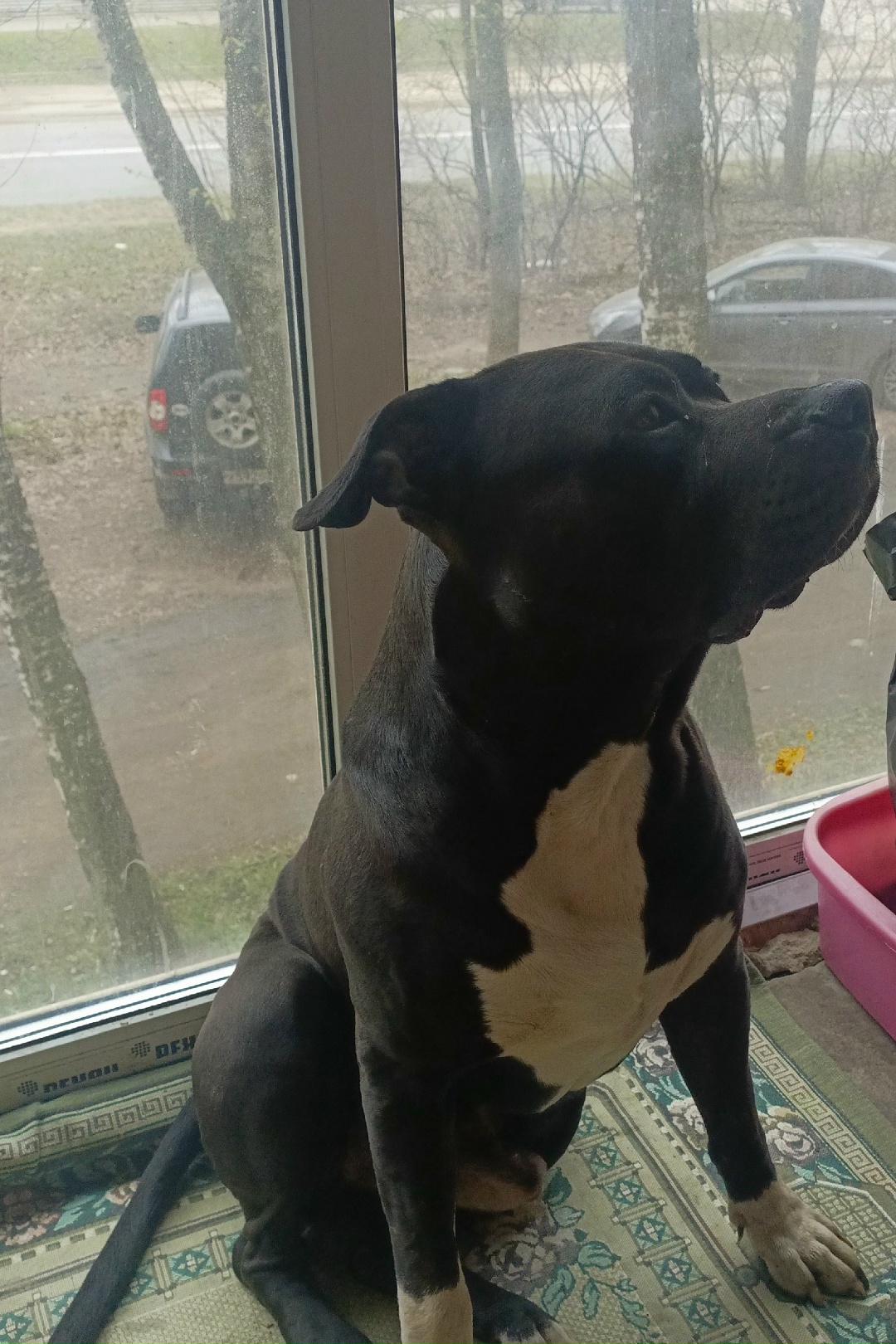 Найдена собака в Ярославле — фото объявления