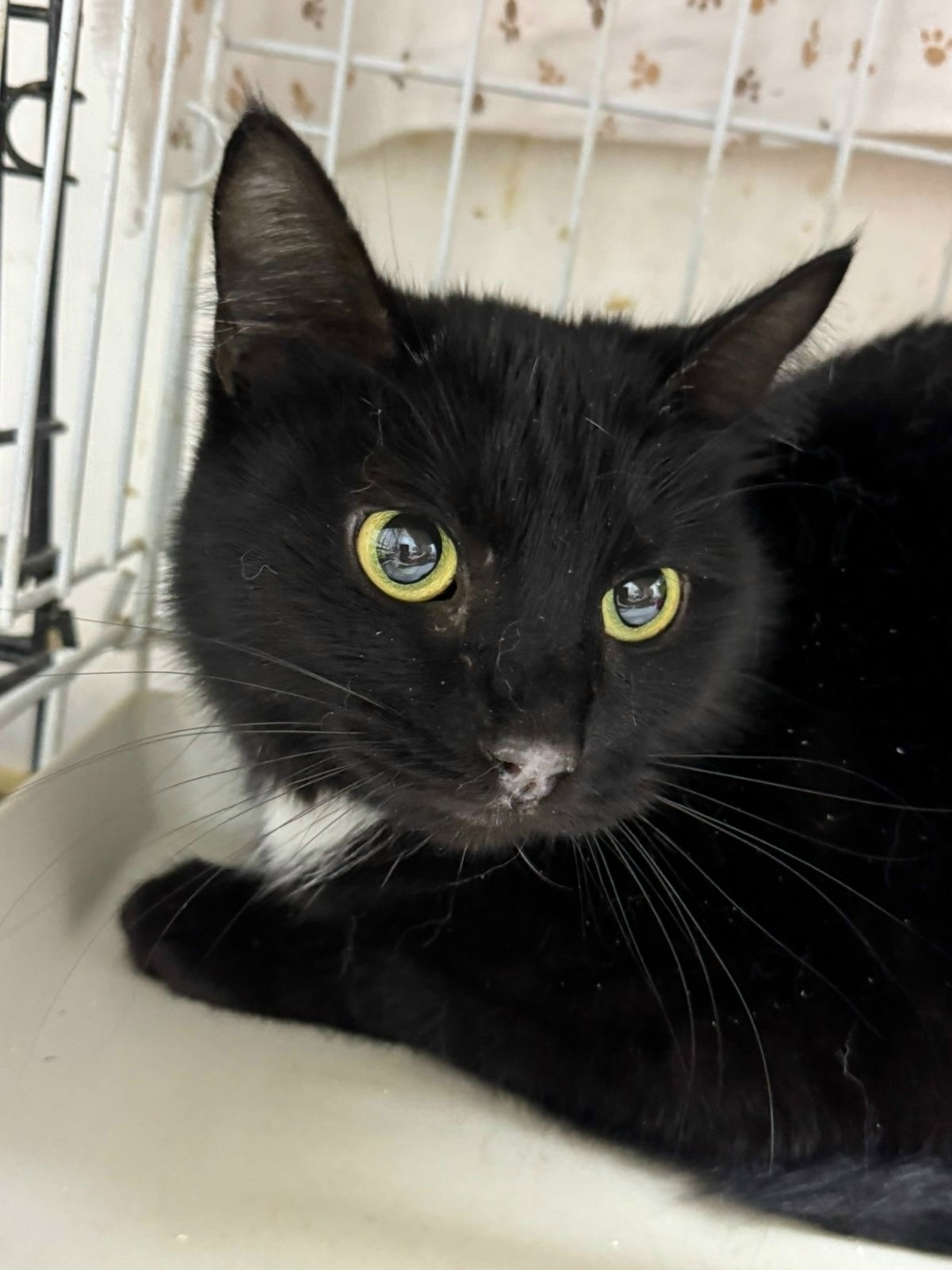 Найдена кошка в Ярославле — фото объявления