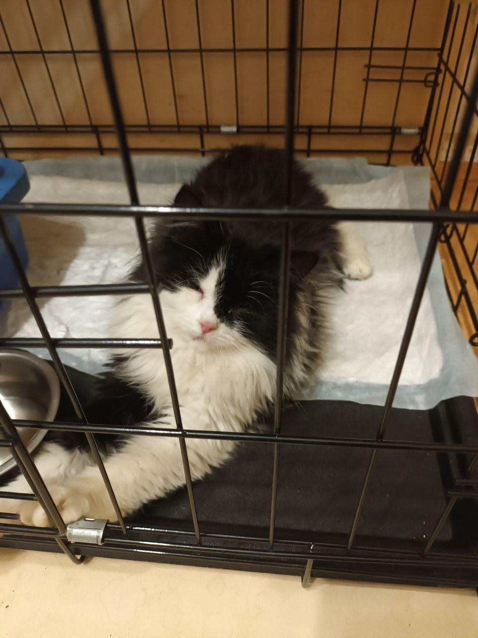 Пропала кошка в Ярославле — фото объявления