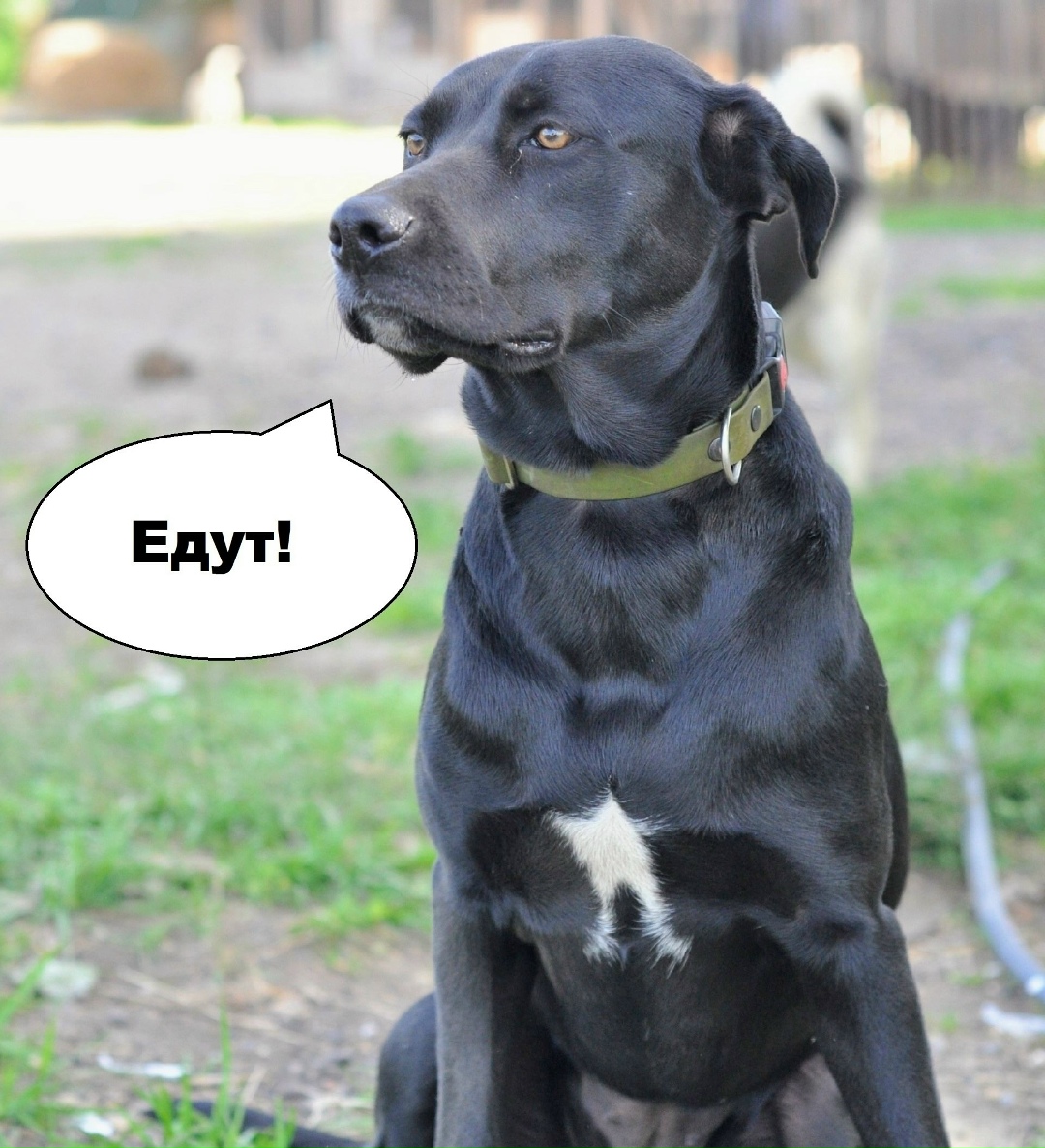 Найдена собака в Ярославле — фото объявления