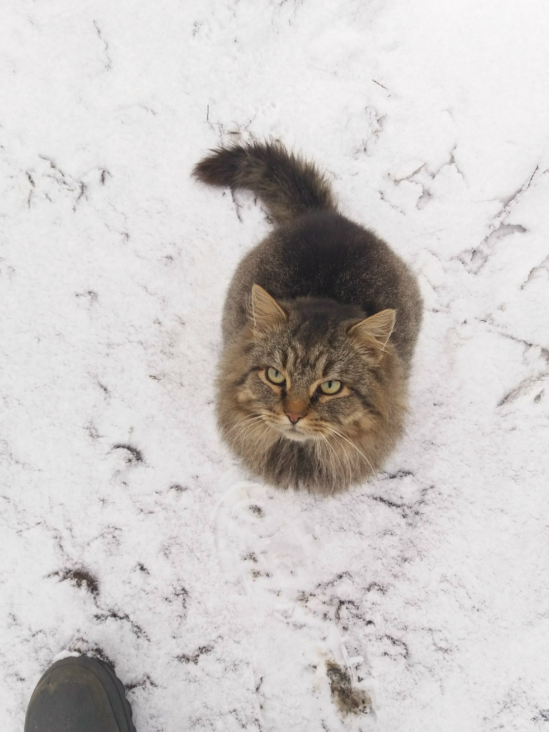 Найдена кошка в Ярославле — фото объявления