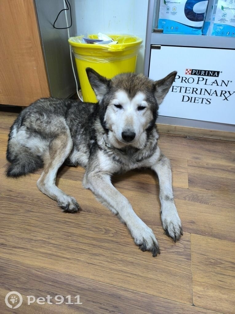 Найдена собака в Ярославле — фото объявления