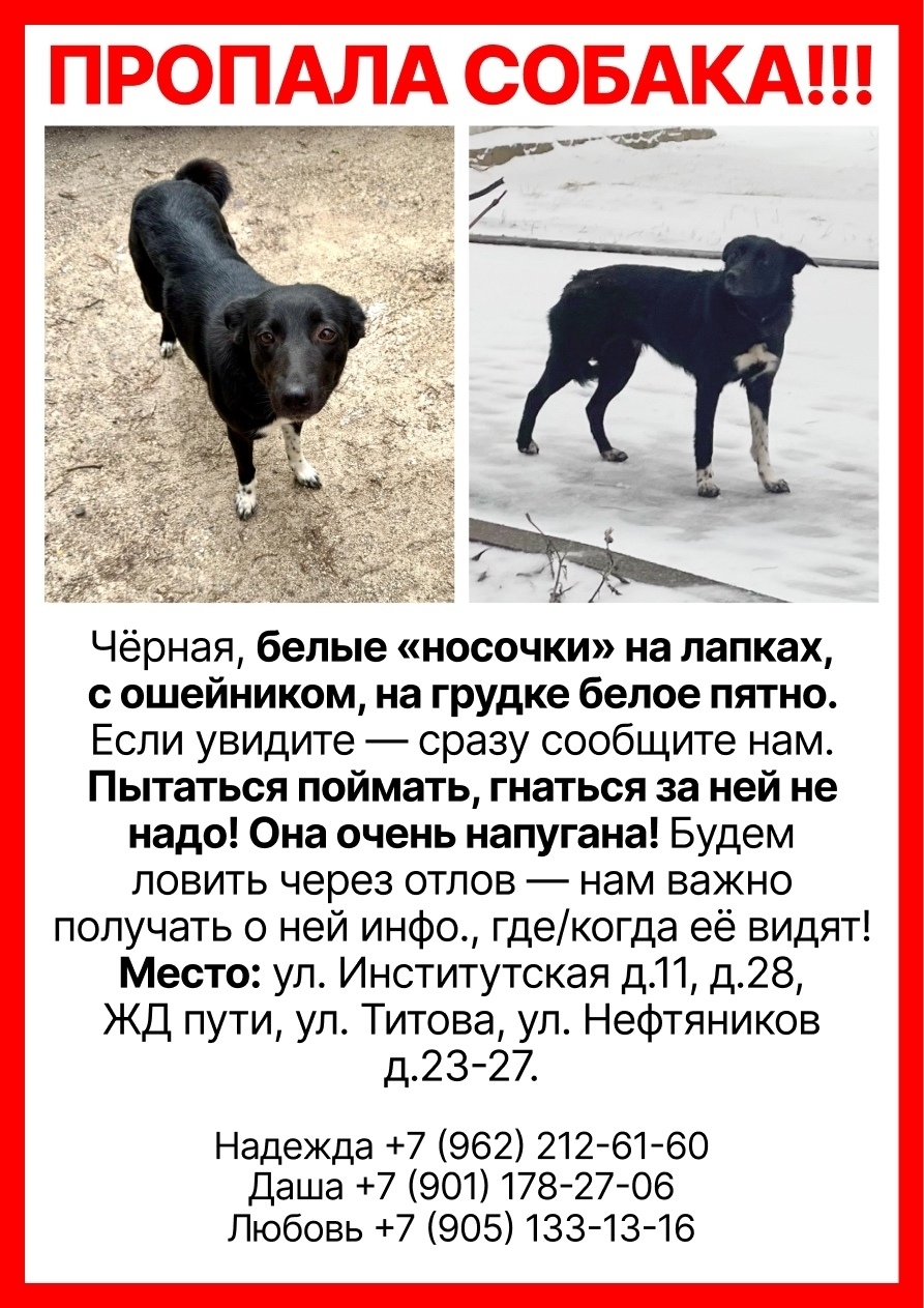 Пропала собака в Ярославле — фото объявления