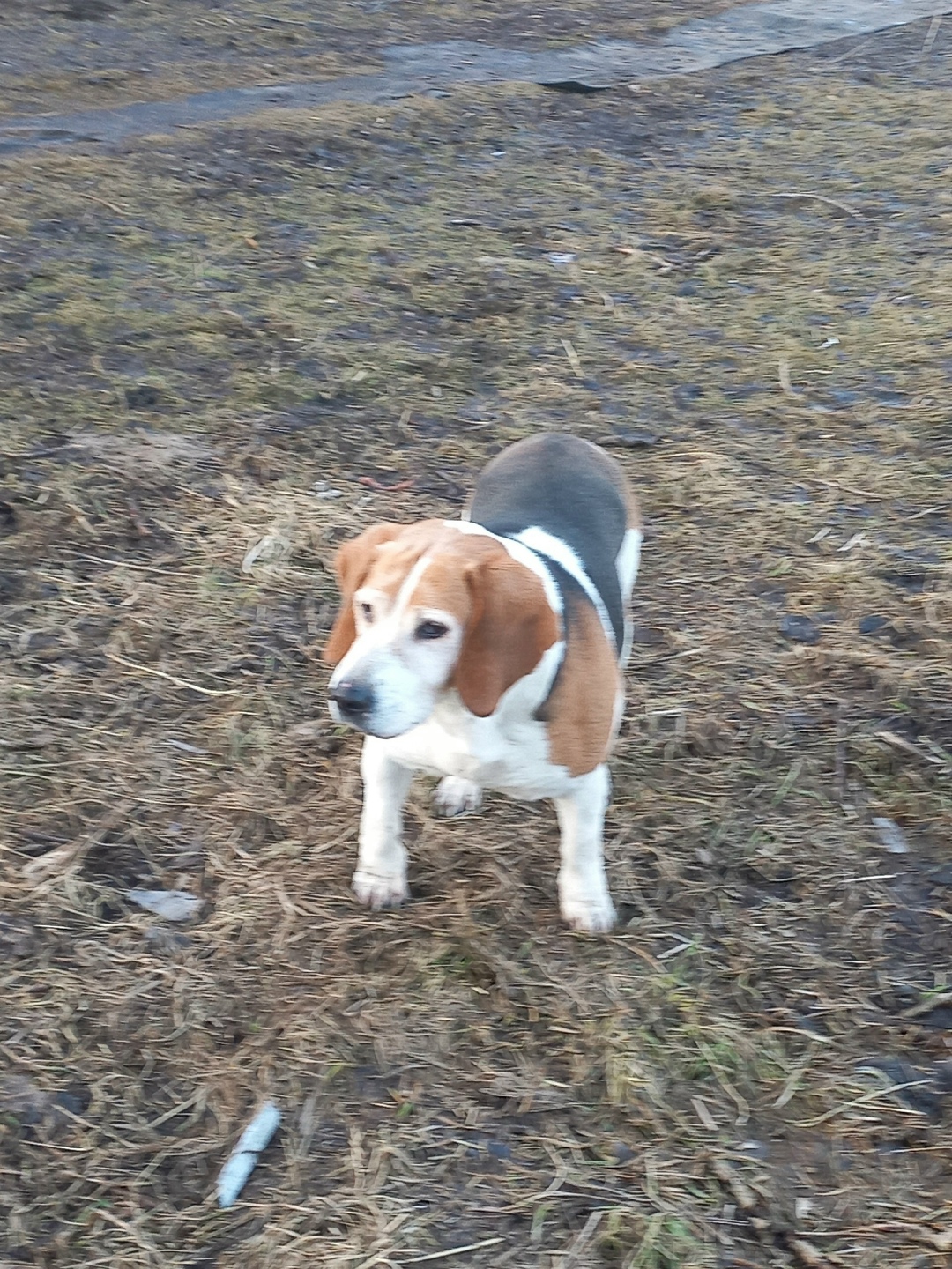 Пропала собака в Ярославле — фото объявления