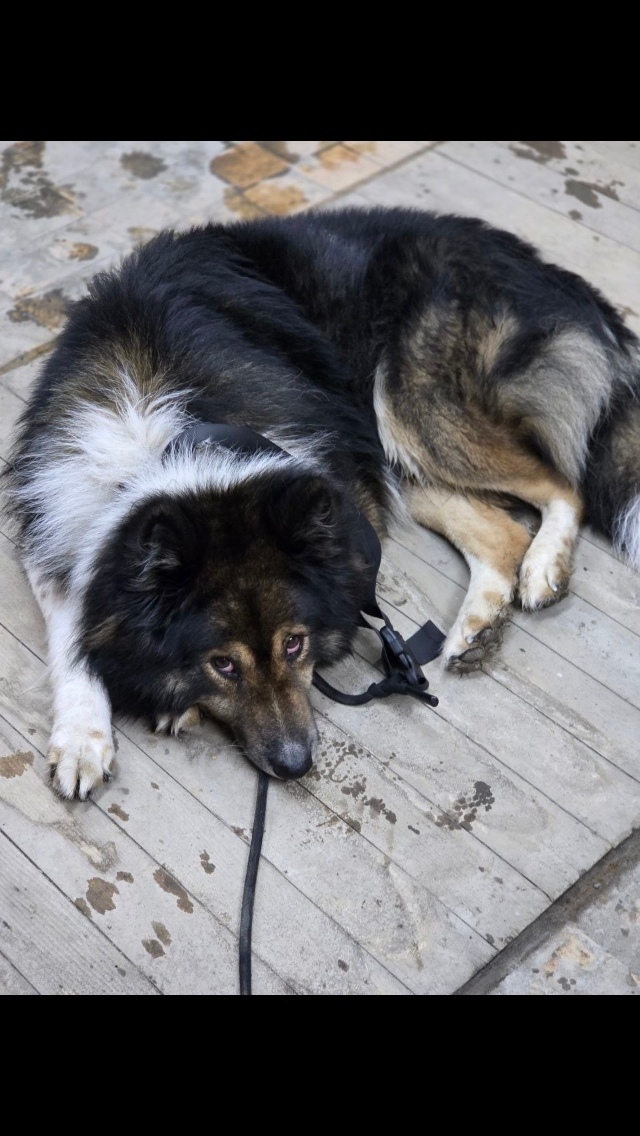 Найдена собака в Томске — фото объявления