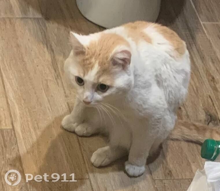 Пропала кошка в Томске — фото объявления