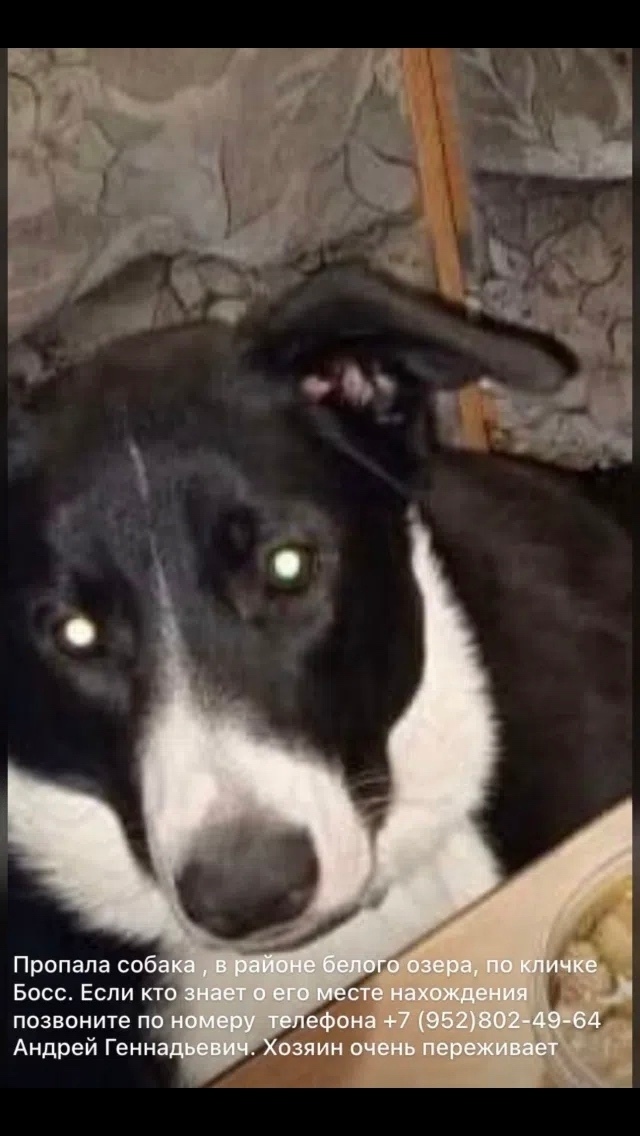 Пропала собака в Томске — фото объявления