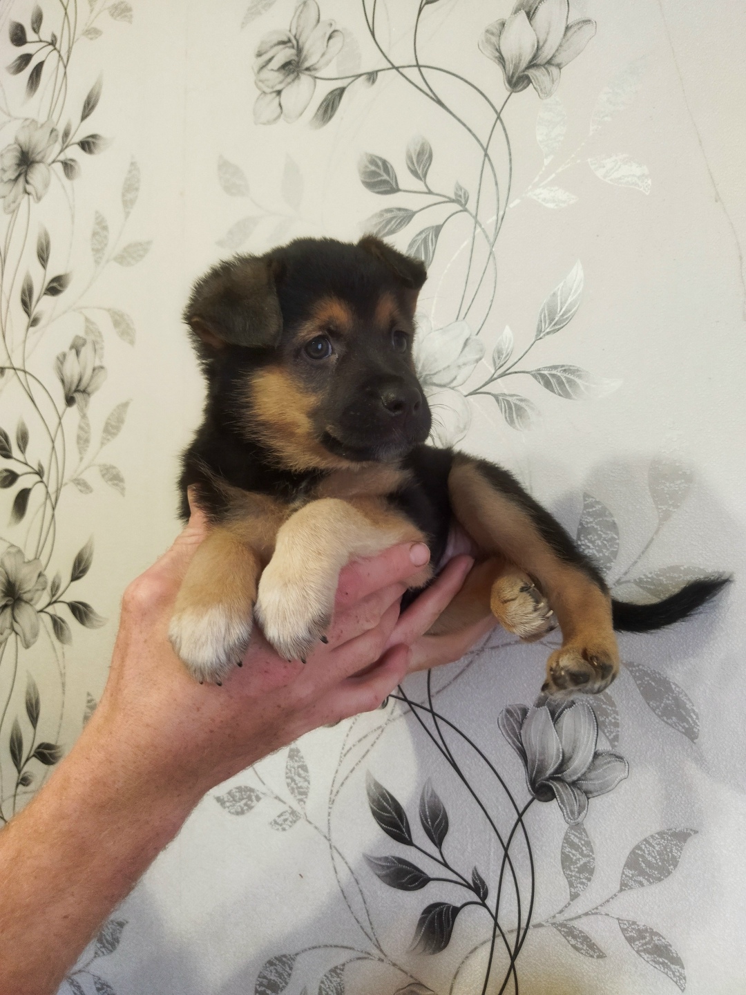 Найдена собака в Томске — фото объявления