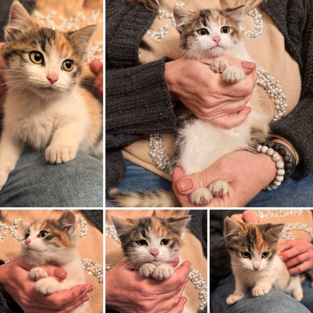 Найдена кошка в Томске — фото объявления