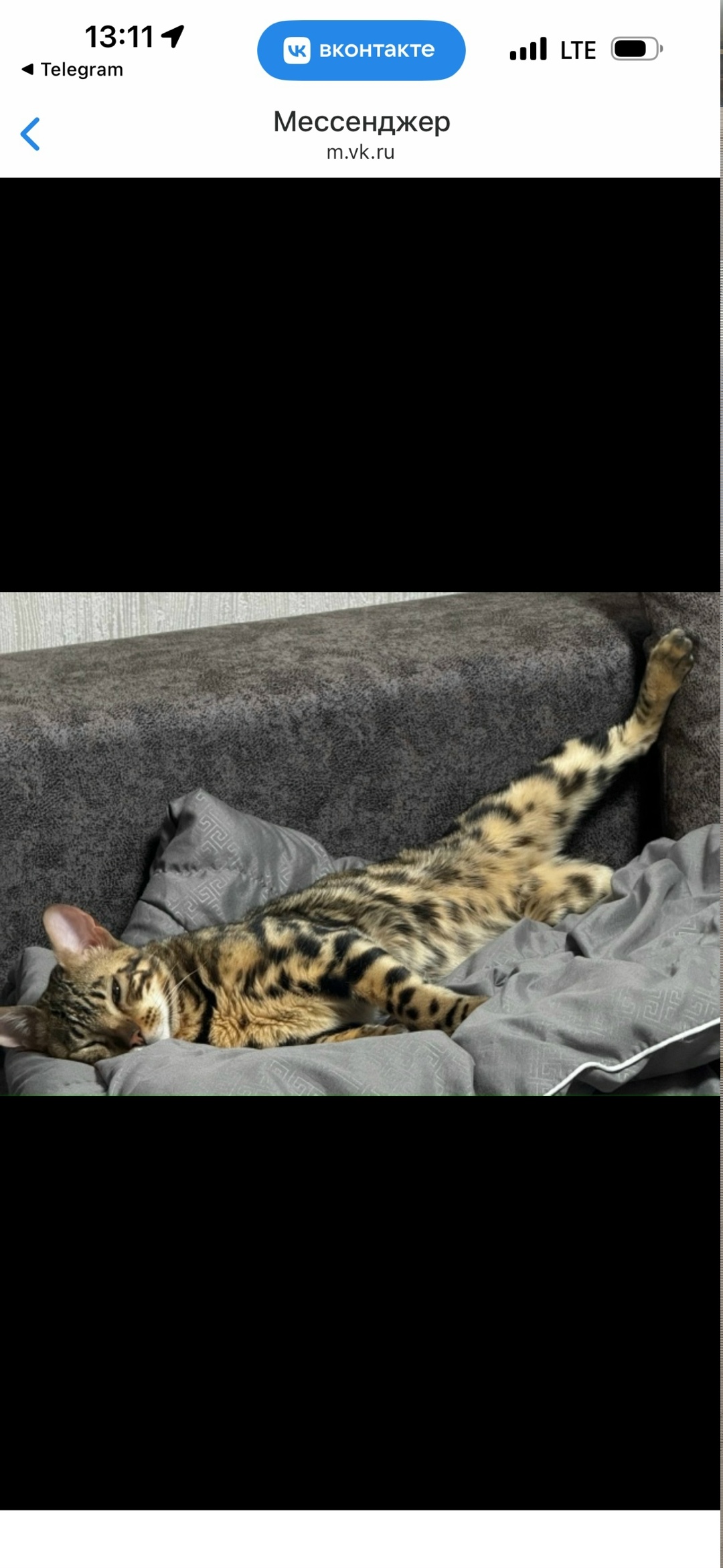 Пропала кошка в Томске — фото объявления