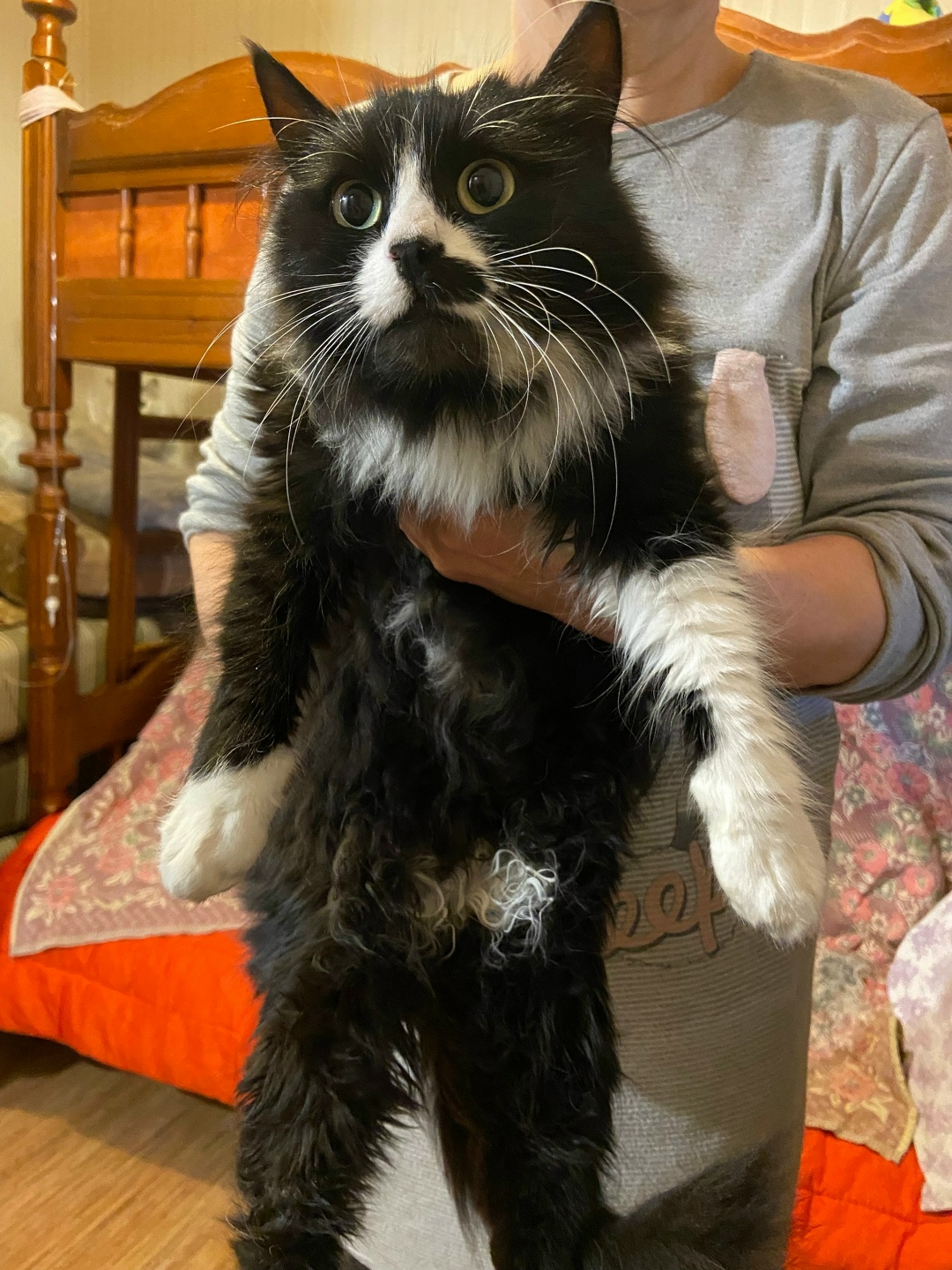 Найдена кошка в Томске — фото объявления