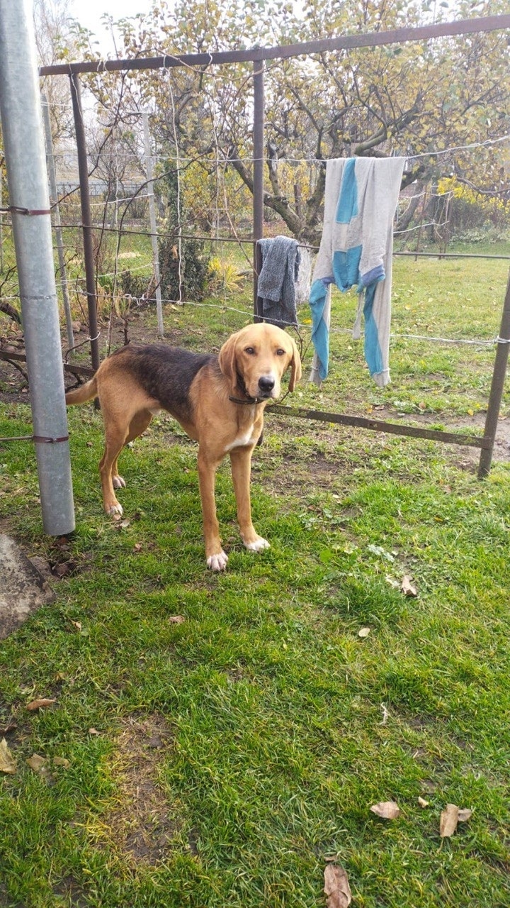 Найдена собака в Томске — фото объявления