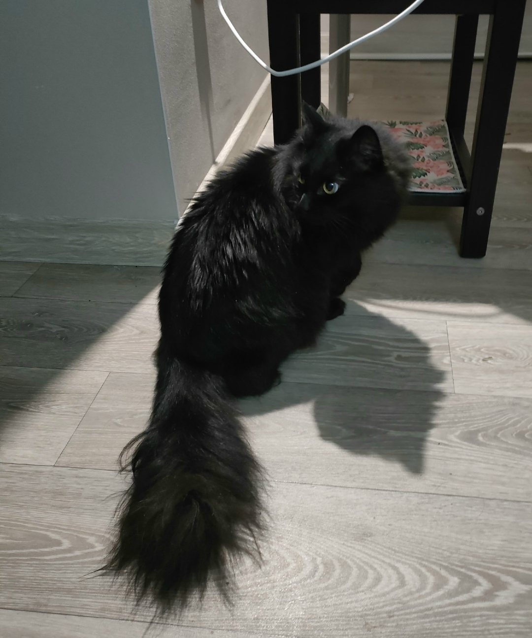 Найдена кошка в Томске — фото объявления