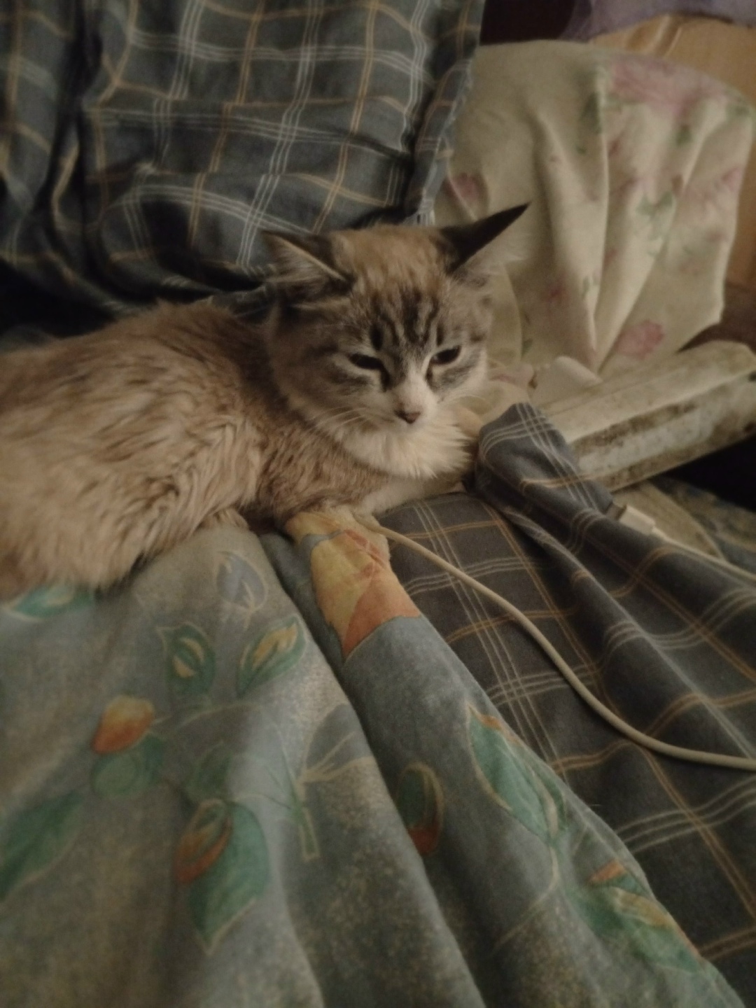 Найдена кошка в Томске — фото объявления