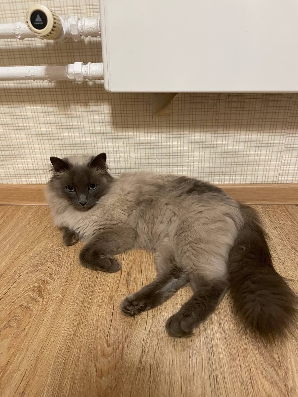 Найдена кошка в Томске — фото объявления