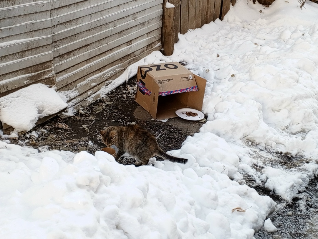 Пропала кошка в Томске — фото объявления