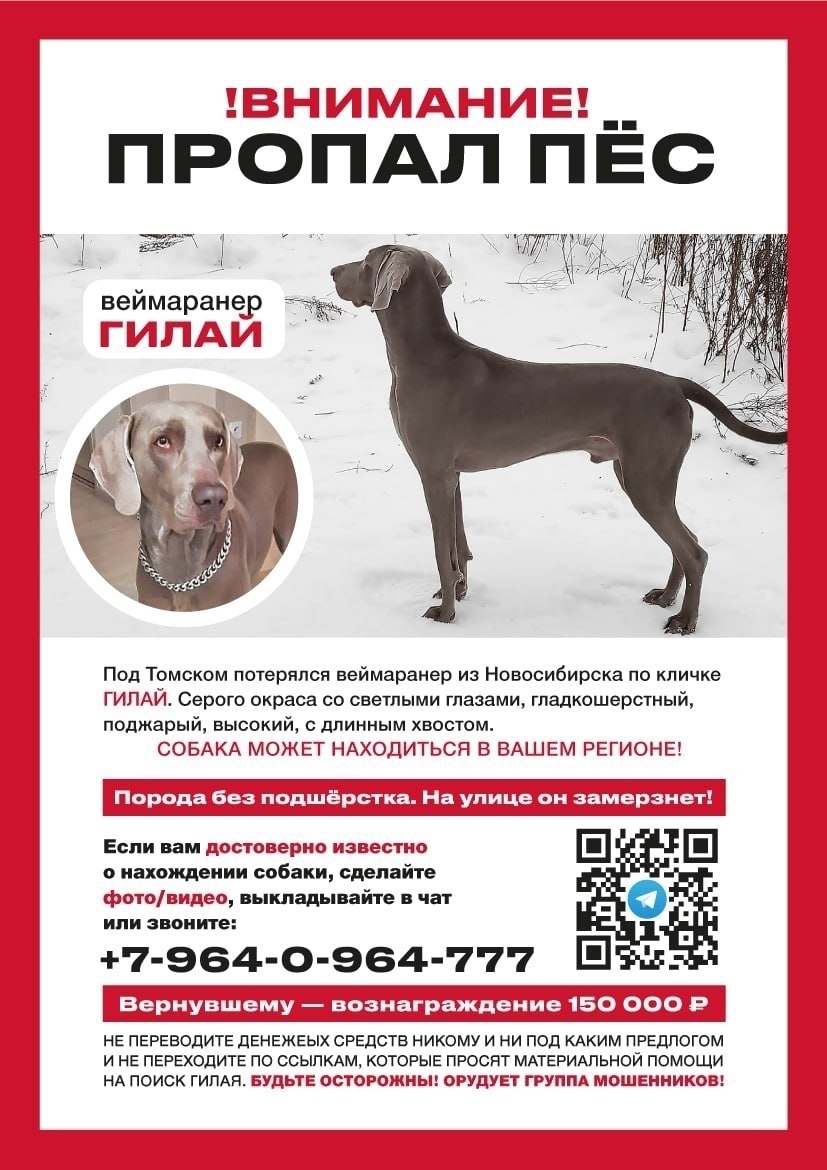Найдена собака в Томске — фото объявления