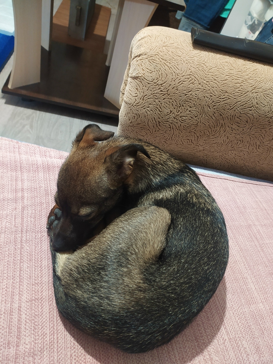 Найдена собака в Томске — фото объявления