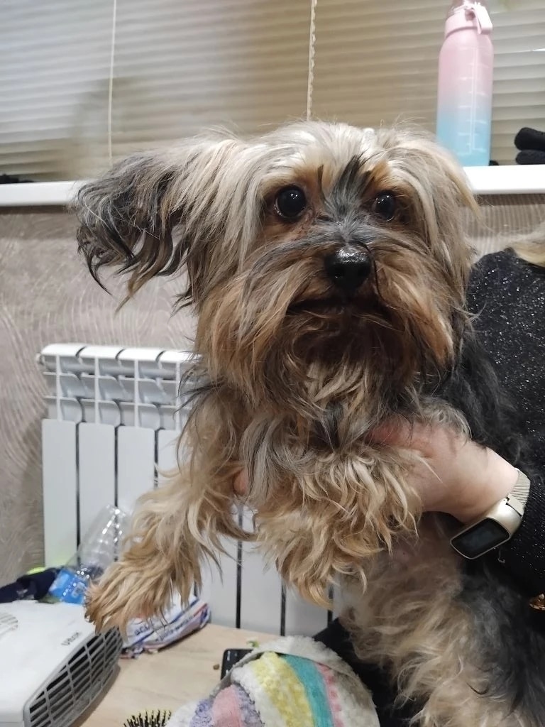 Пропала собака в Рязани — фото объявления