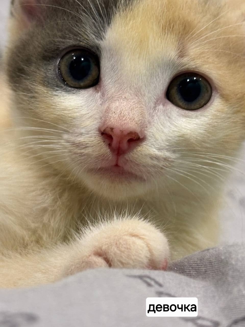 Найдена кошка в Рязани — фото объявления