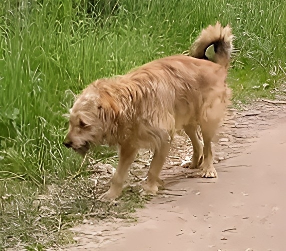 Пропала собака в Рязани — фото объявления