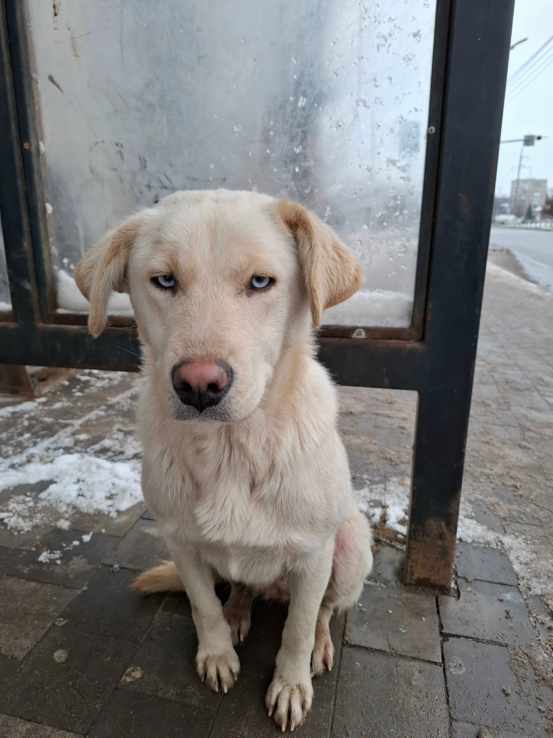 Найдена собака в Рязани — фото объявления