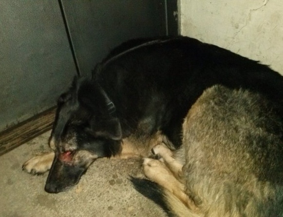 Найдена собака в Рязани — фото объявления