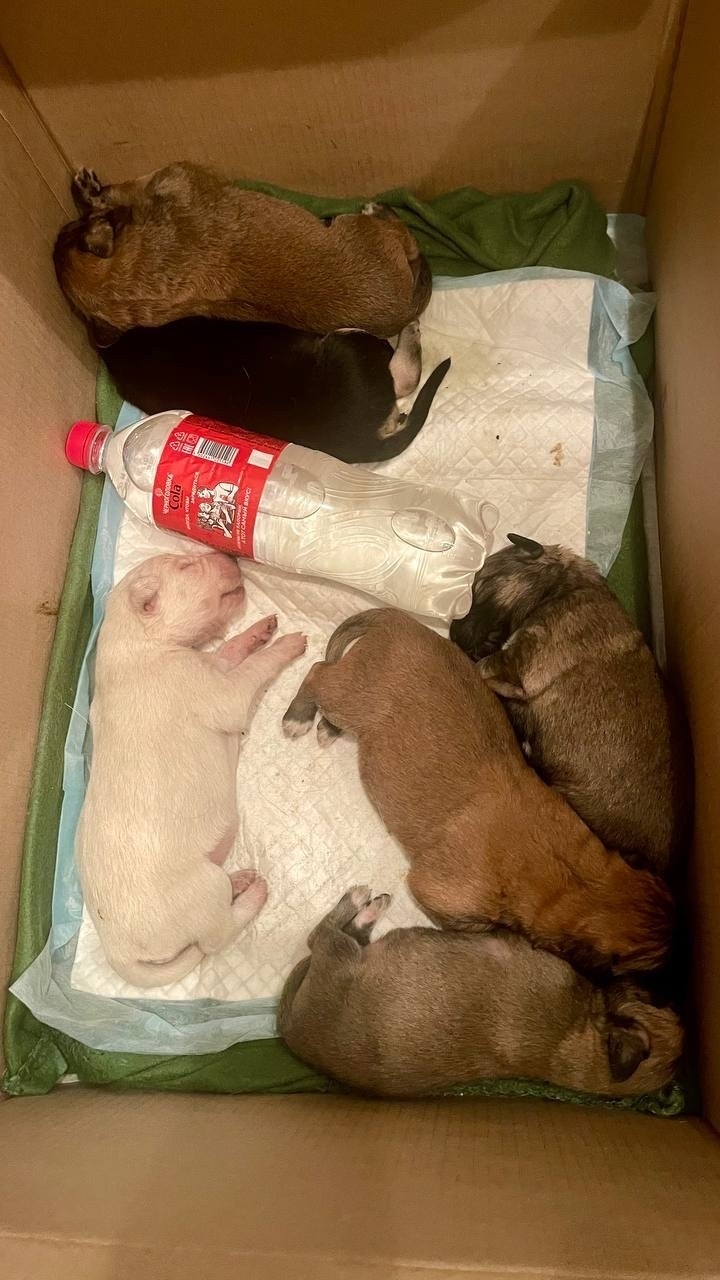 Найдена собака в Рязани — фото объявления