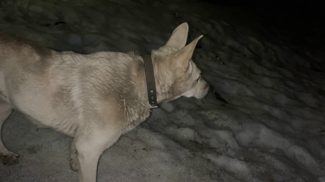 Найдена собака в Рязани — фото объявления