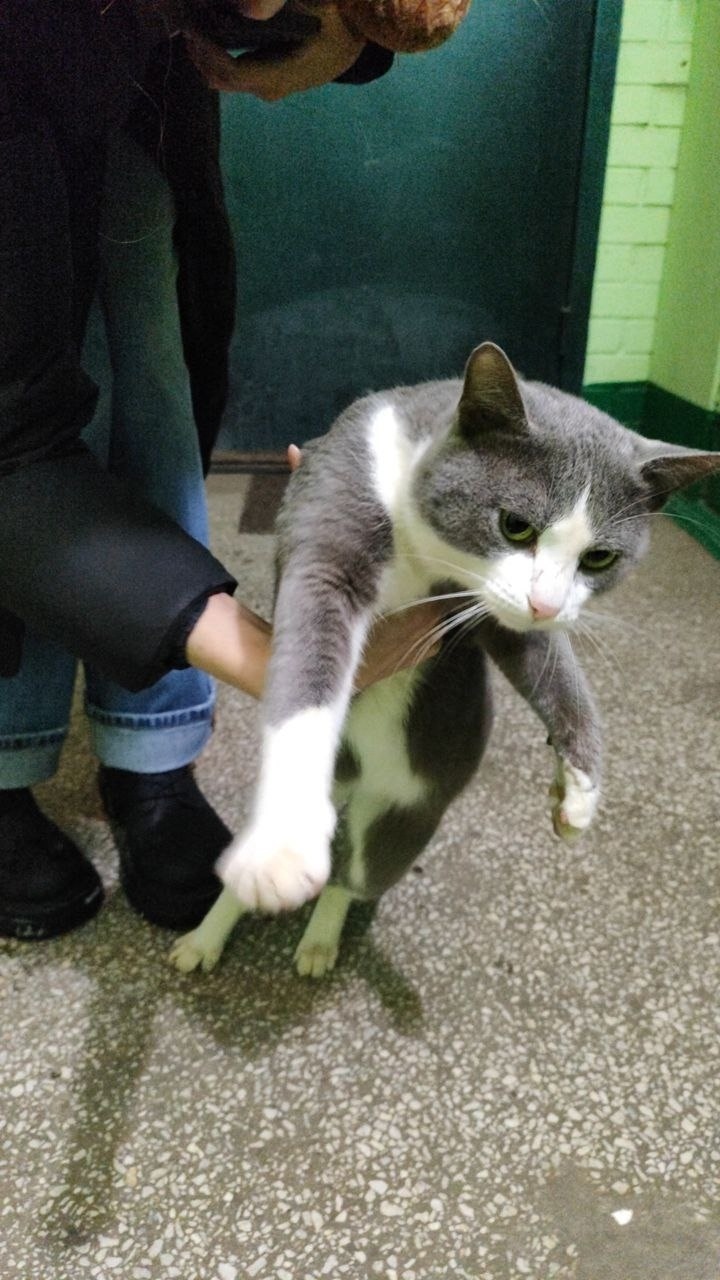 Найдена кошка в Чебоксарах — фото объявления