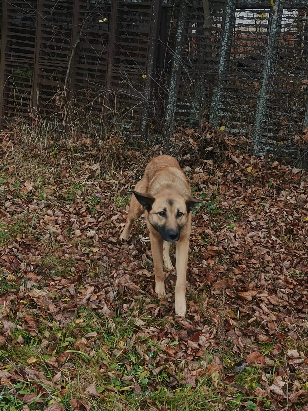 Найдена собака в Чебоксарах — фото объявления
