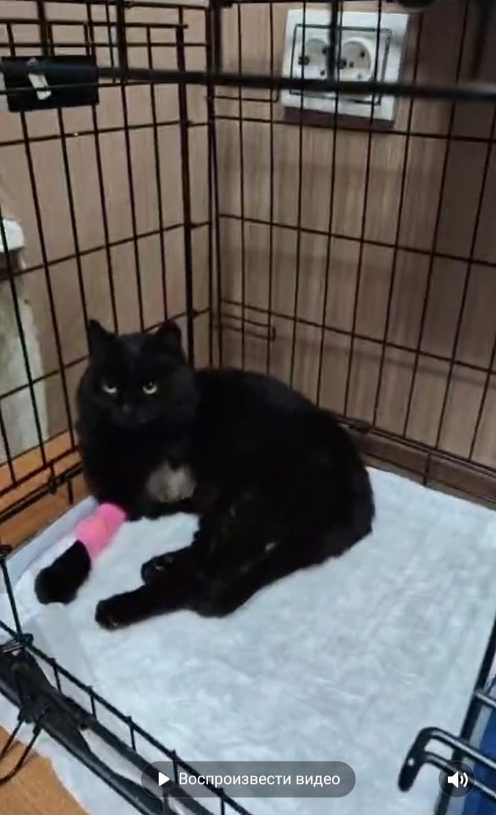 Найдена собака в Чебоксарах — фото объявления