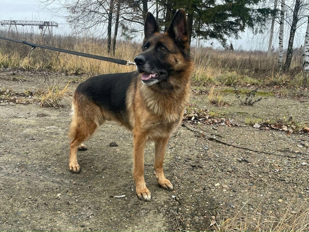 Найдена собака в Чебоксарах — фото объявления
