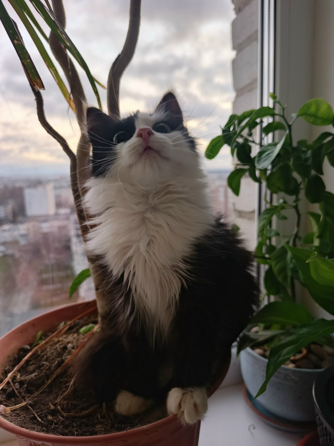 Найдена кошка в Чебоксарах — фото объявления