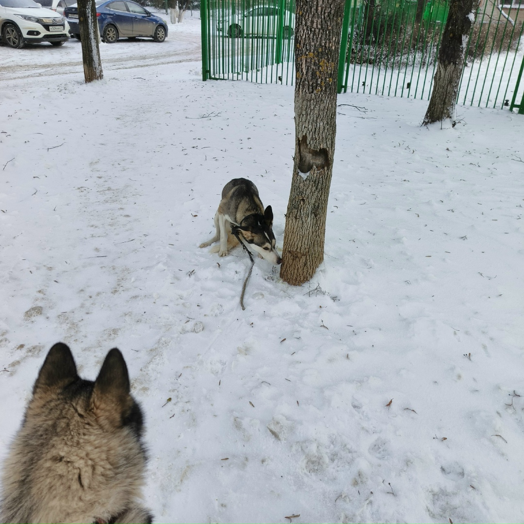 Пропала собака в Чебоксарах — фото объявления