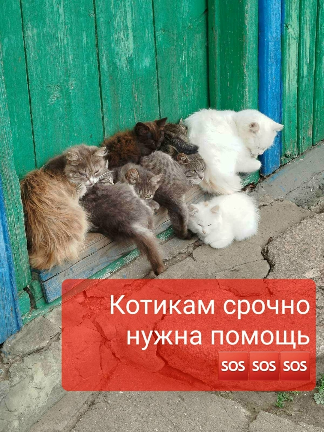 Пропала кошка в Чебоксарах — фото объявления