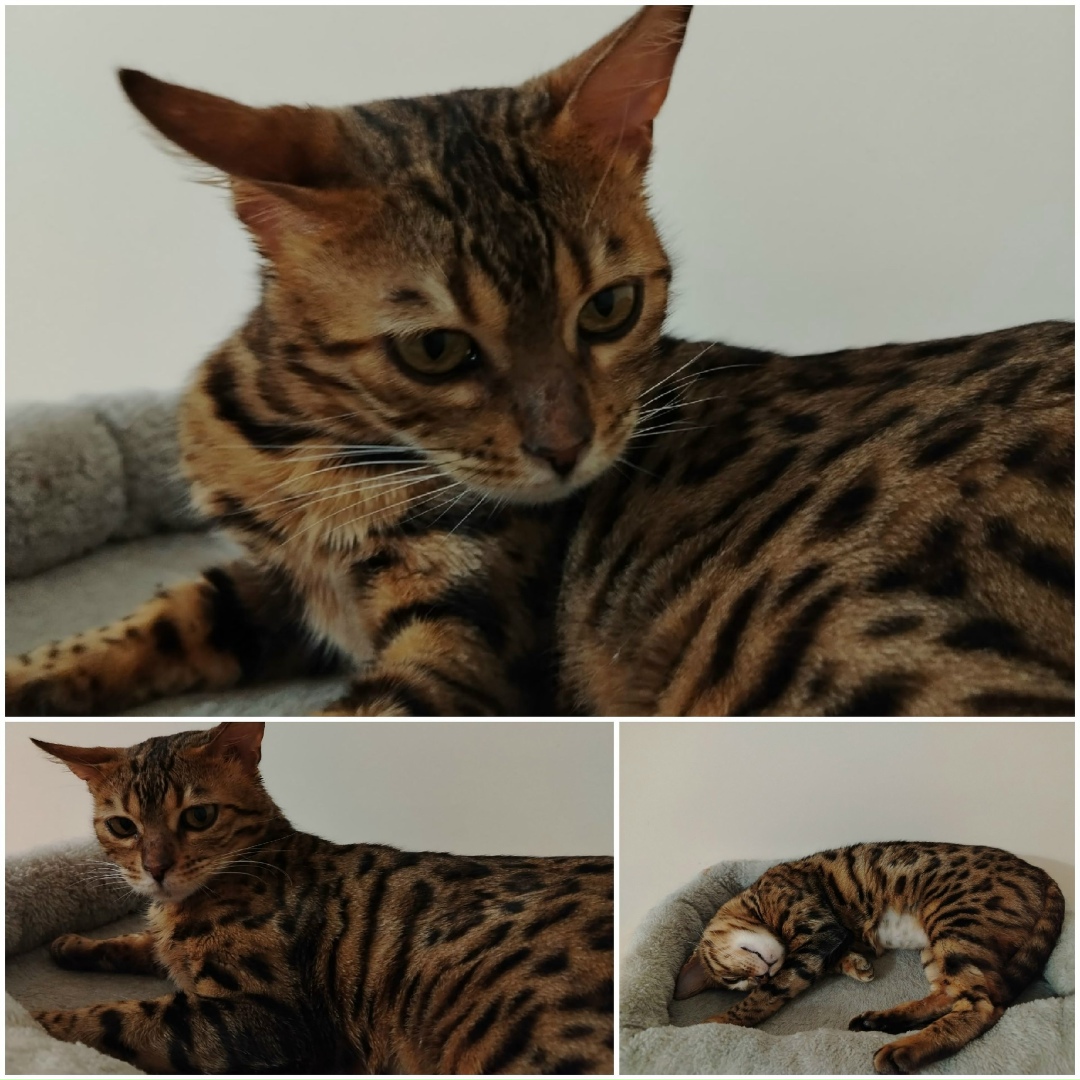 Найдена кошка в Чебоксарах — фото объявления