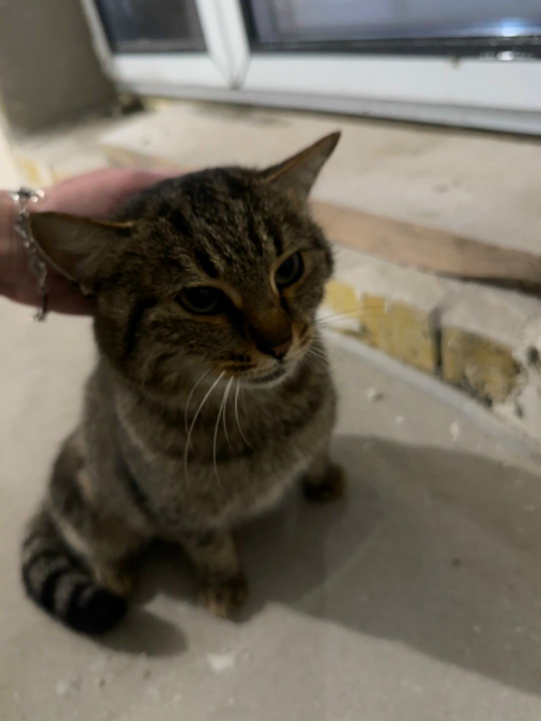 Найдена кошка в Дзержинске — фото объявления