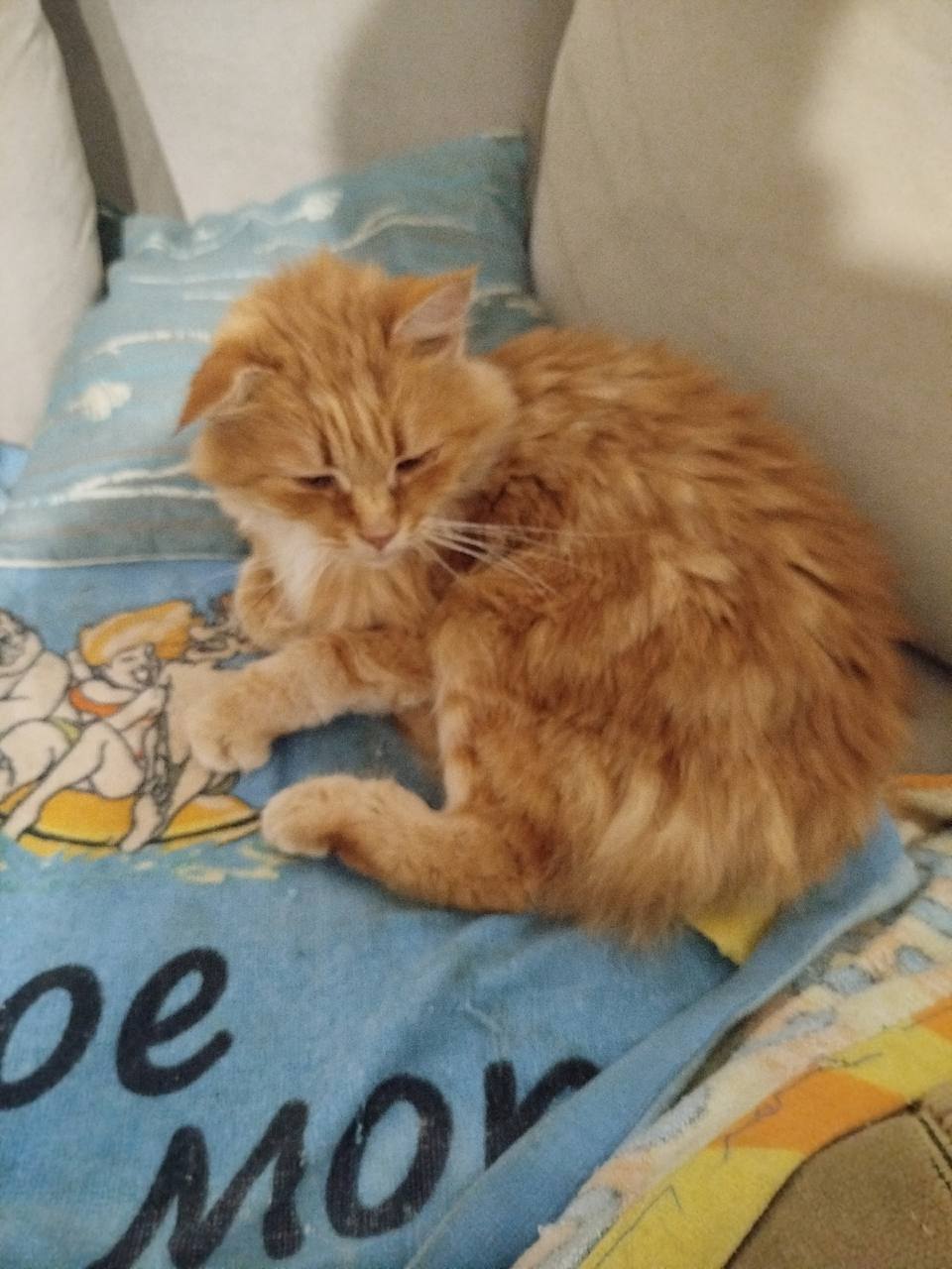 Найдена собака в Дзержинске — фото объявления