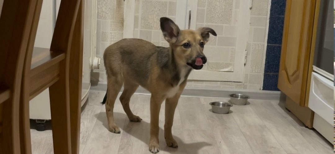 Пропала собака в Дзержинске — фото объявления