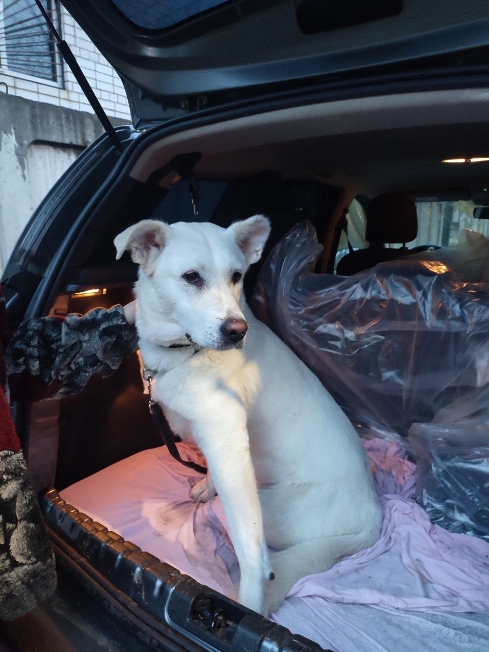 Найдена собака в Дзержинске — фото объявления