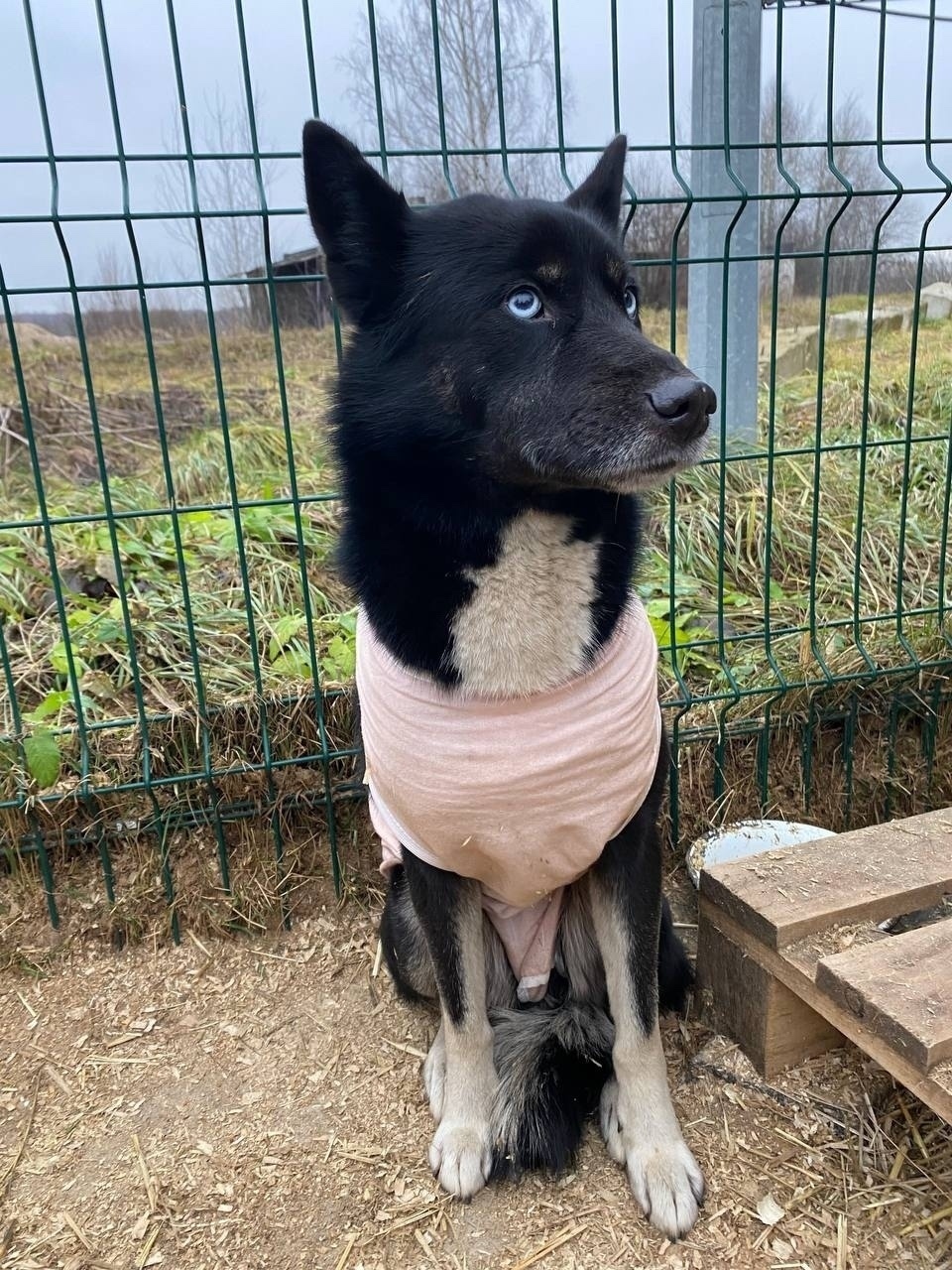 Найдена собака в Дзержинске — фото объявления